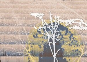 Dirección orgánica, collage de Faras